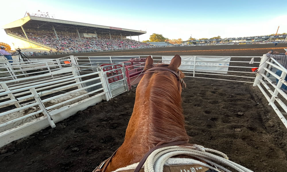 Taking in the crowd at Walla Walla, WA before the start of the Friday night performance. Getting to compete on some of rodeos biggest stages, in front of sold out crowds is something I will always enjoy and don’t take for granted. Courtesy photo.